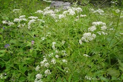 Chaerophyllum acuminatum